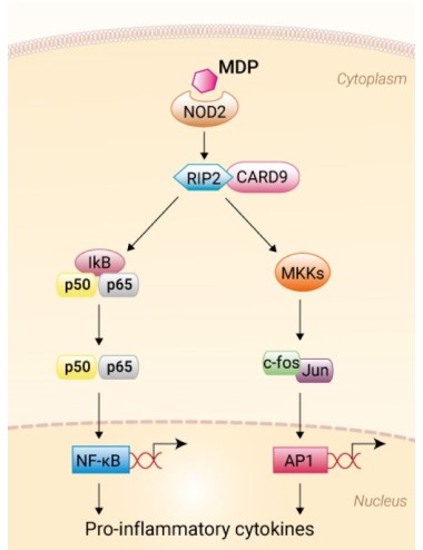 REF. tlrl-mdp MDP - 5 MG