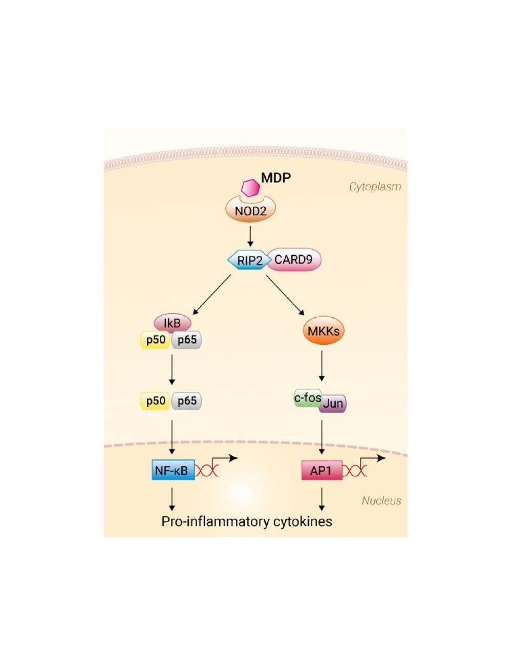 REF. tlrl-mdp MDP - 5 MG
