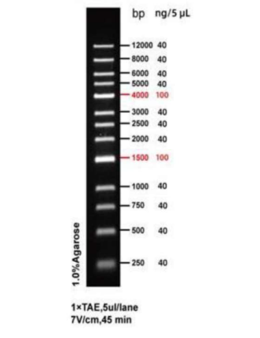 DNA Ladder 1 KB NO STAIN