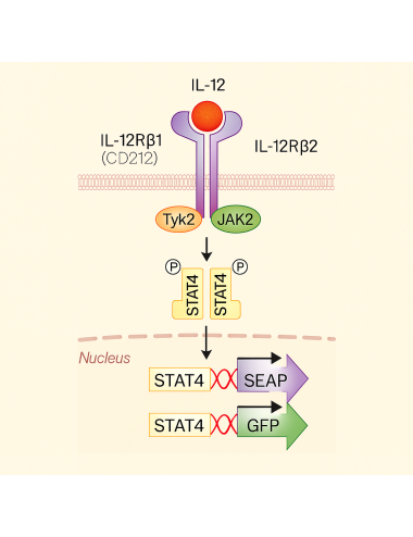 IL-12 Dual Reporter HEK 293 Cells (SEAP & GFP)