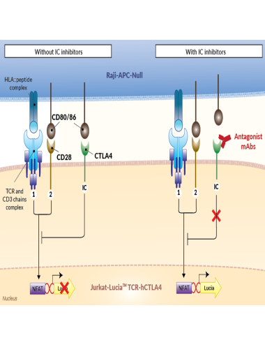 Jurkat-Raji CTLA4/CD80 assay (Bio-IC™)