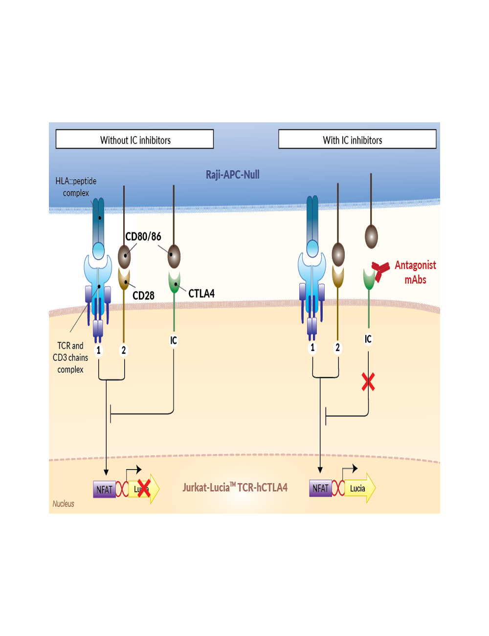 Jurkat-Raji CTLA4/CD80 assay (Bio-IC™)