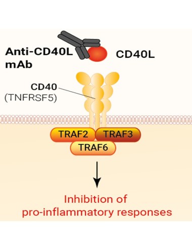 Human CD40L Antibody - Frexalimab Biosimilar