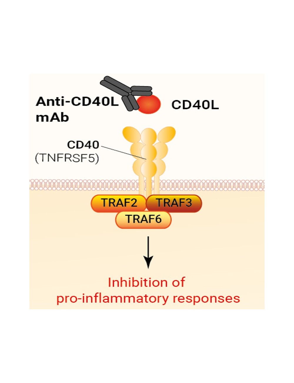 Human CD40L Antibody - Frexalimab Biosimilar