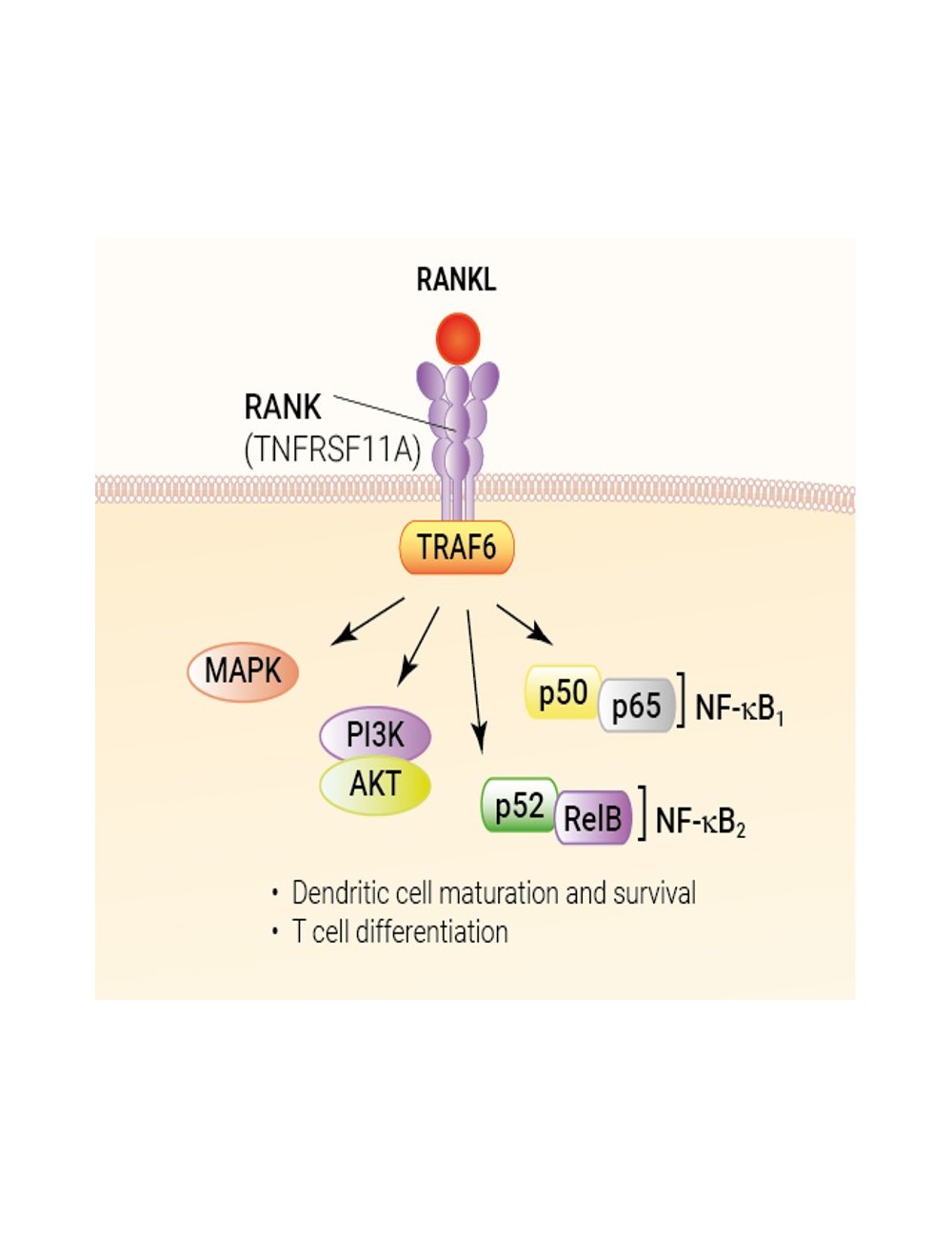 Recombinant human RANKL protein - Bioactive cytokine