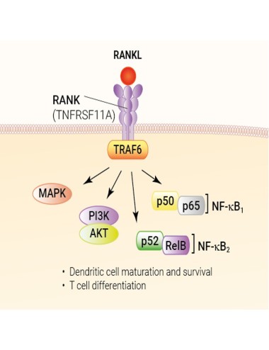 Recombinant human RANKL protein - Bioactive cytokine