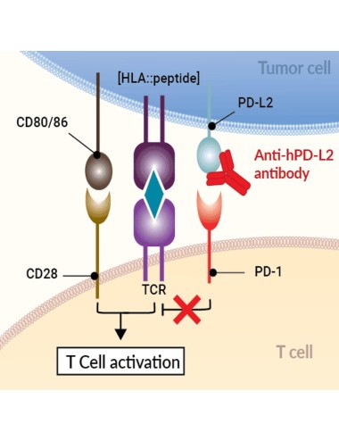 Human PD-L2 (CD273) antibody - Clone 24F.10C12 (100 µg )