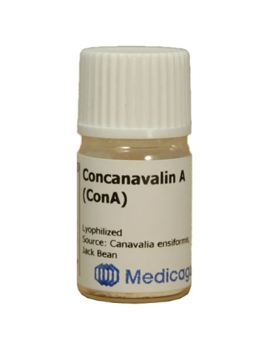 Concanavalin A lectin (Con...