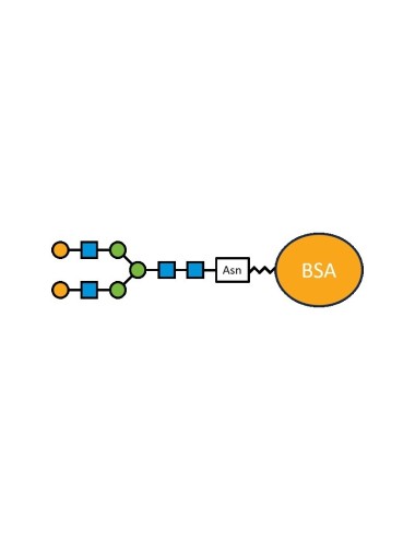 G2N-BSA - 50 µg