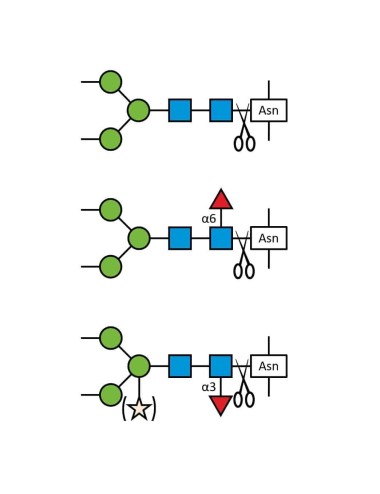 PNGase F-II - 100 units