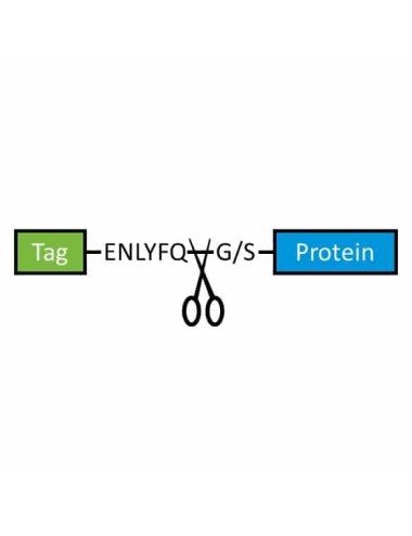 FasTEV Protease - 1000 units