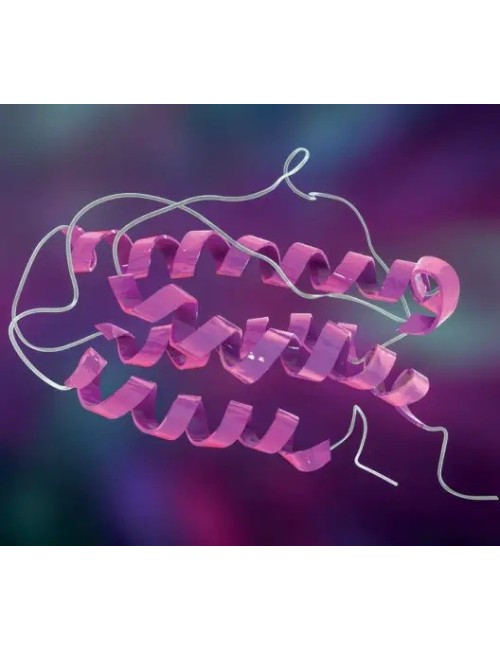 Recombinant human IL-2 (5 x...