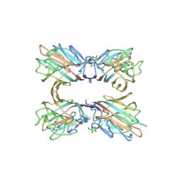 Fitohemaglutinina PHA-L IBIAN-05-0132-10