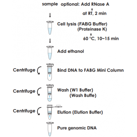Favorprep Blood/Cultured...
