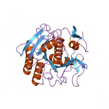 Proteinase K Solution 100 mg