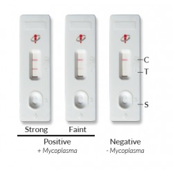 MycoStrip™ - Mycoplasma Detection