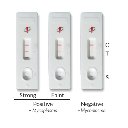 MycoStrip™ - Mycoplasma Detection