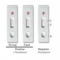 MycoStrip® 2.0 - Mycoplasma Detection Kit 50 tests