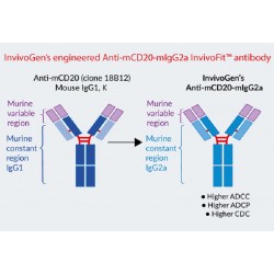 Anticuerpo monoclonal de ratón derivado de 18B12 contra CD20 murino
