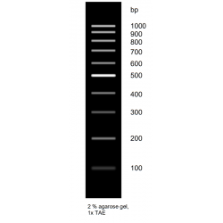 DNA Ladder 100 BP NO STAIN